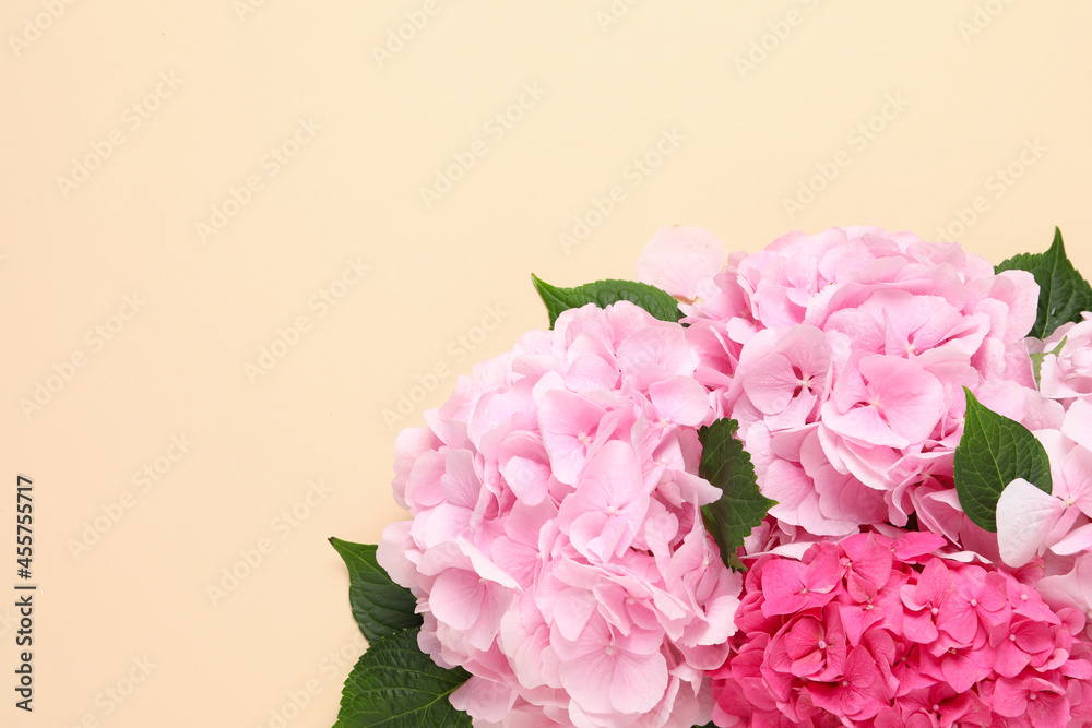 Beautiful hortensia flowers on beige background, flat lay. Space for text