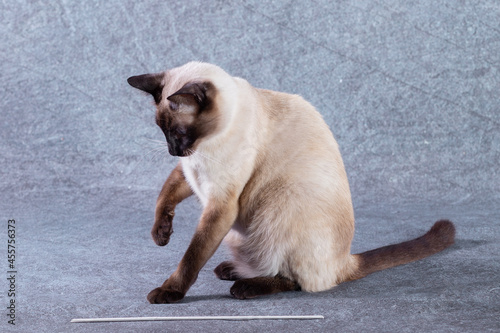 A bright cat of Thai breed sits and lifts its front paw. Grey-blue background, close-up