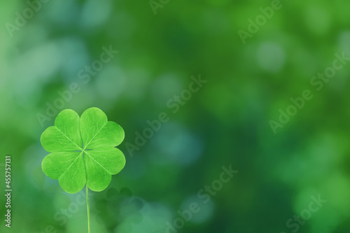 Beautiful fresh green clover leaf on blurred background, space for text