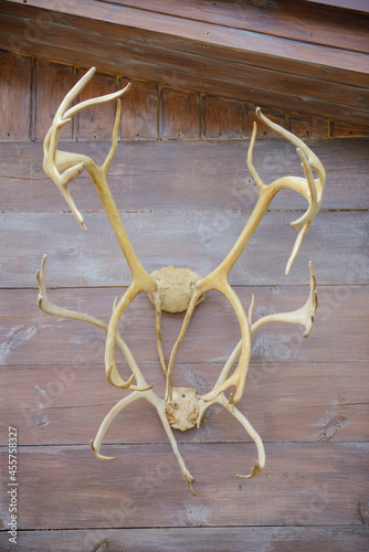 Antlers hanging on the wall as decoration.