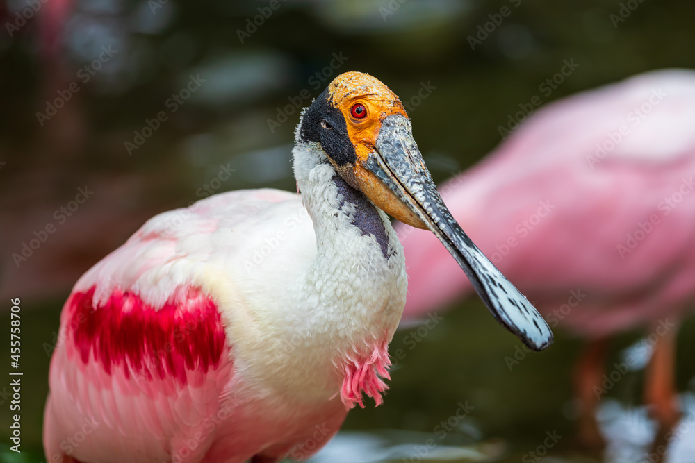 Naklejka premium Pink Spoonbill - Platalea ajaja - white-pink bird with a flat beak. The bird stands in the water.