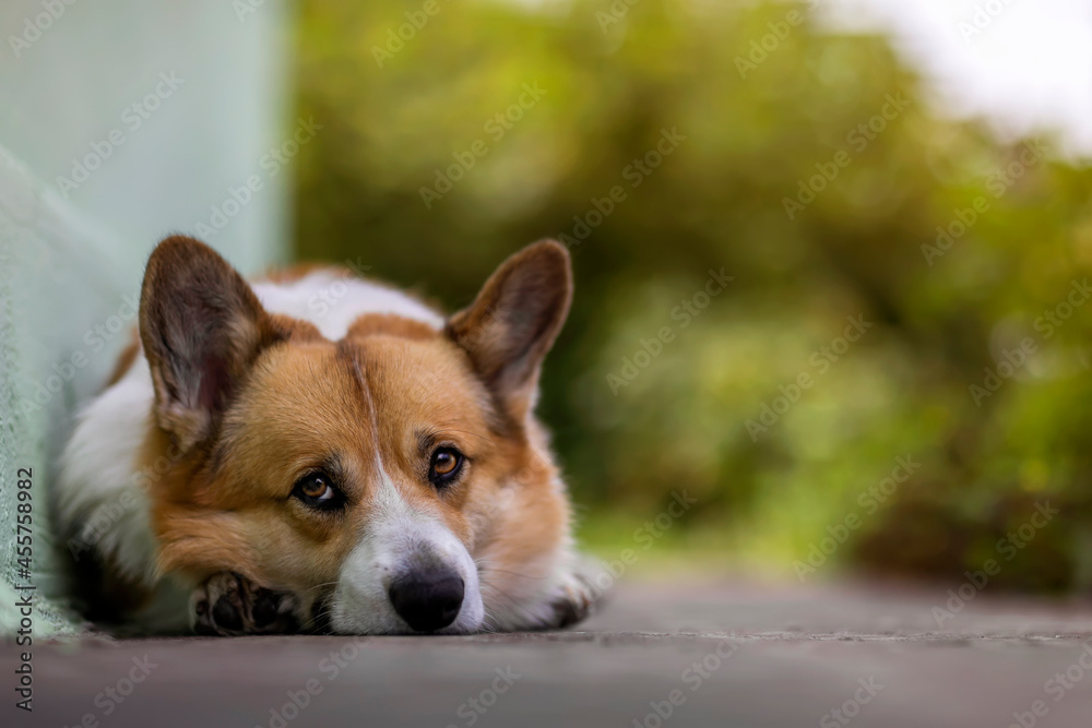 portrait of a cute corgi dog lying in the garden on the path and looks sad portrait of a cute corgi dog lying in the garden on the path and looks sad