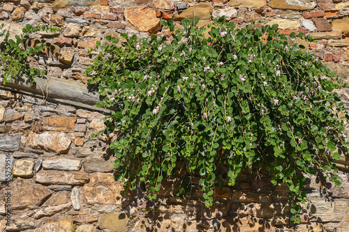 A flowering plant of caper (Capparis spinosa) grown on a brick and stone wall, Italy