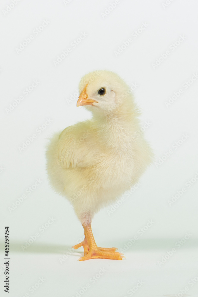 A newborn baby chick on white background. A newborn baby chick on white background.