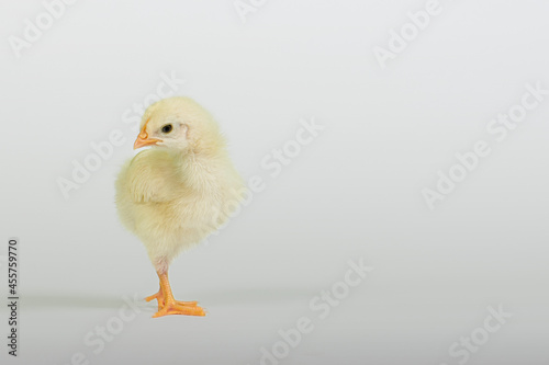 A newborn baby chick on white background.