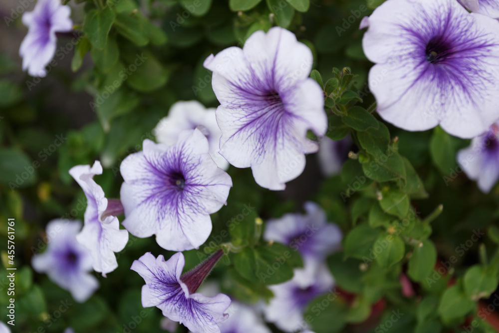 Purple petunia flowers in the garden close up