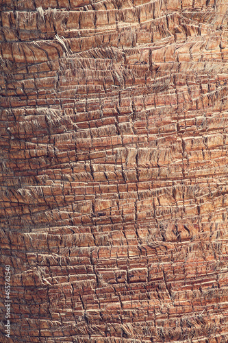 Palm tree trunk texture close up. Minimal nature background.