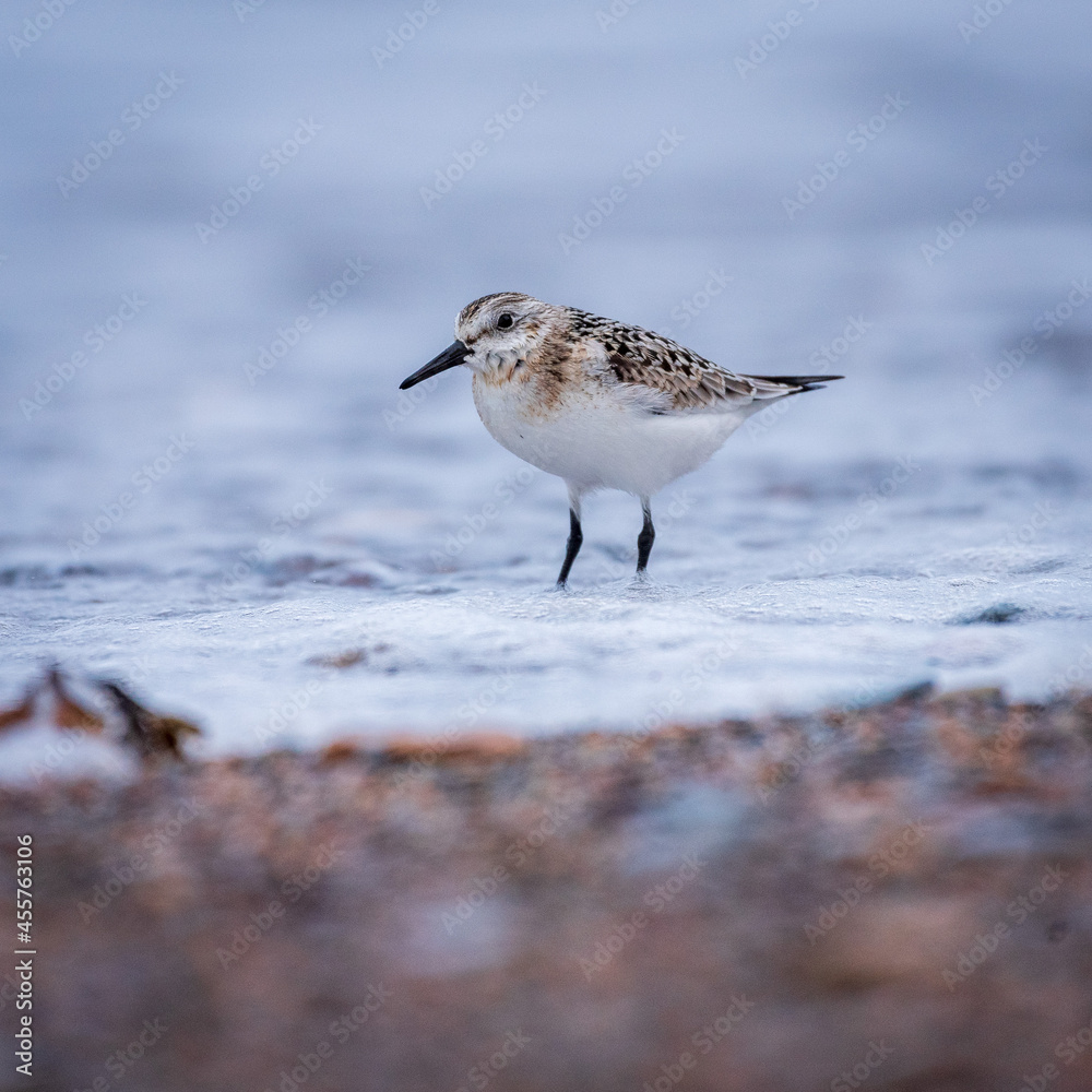Semipalmated Sandpiper (Calidris pusilla) Semipalmated Sandpiper (Calidris pusilla)