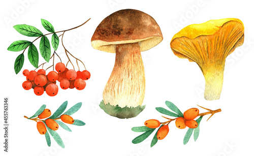 Watercolor elements mushrooms and twigs of sea buckthorn berries, rowan berries.