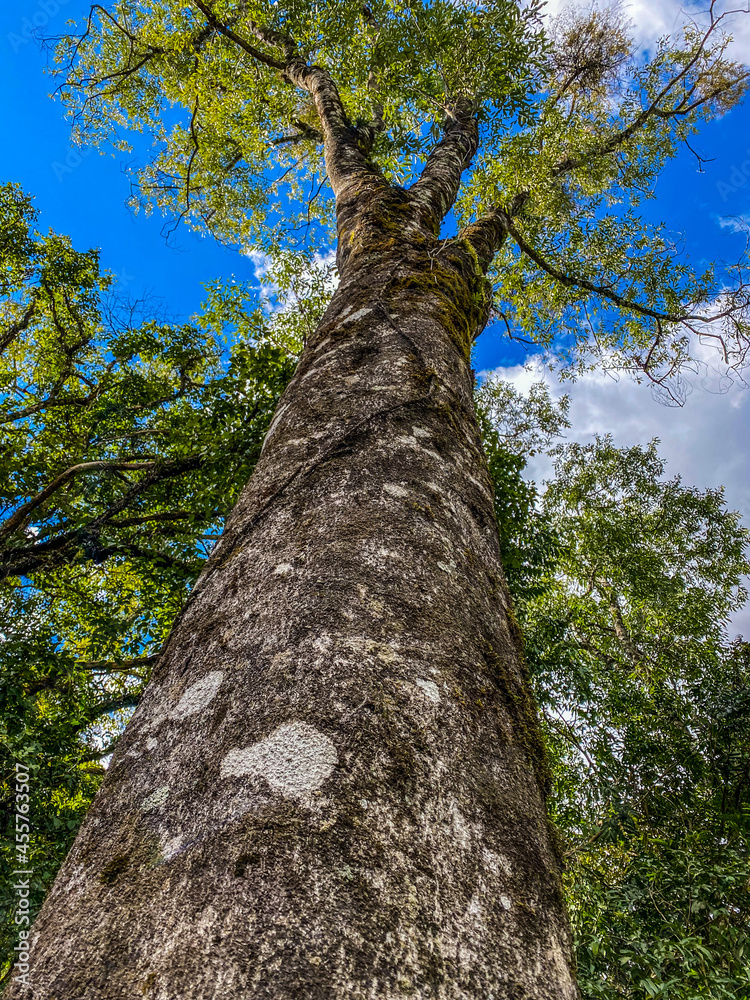 Fototapeta premium Tree in the forest