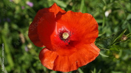 summer sun on the head of a poppy flower