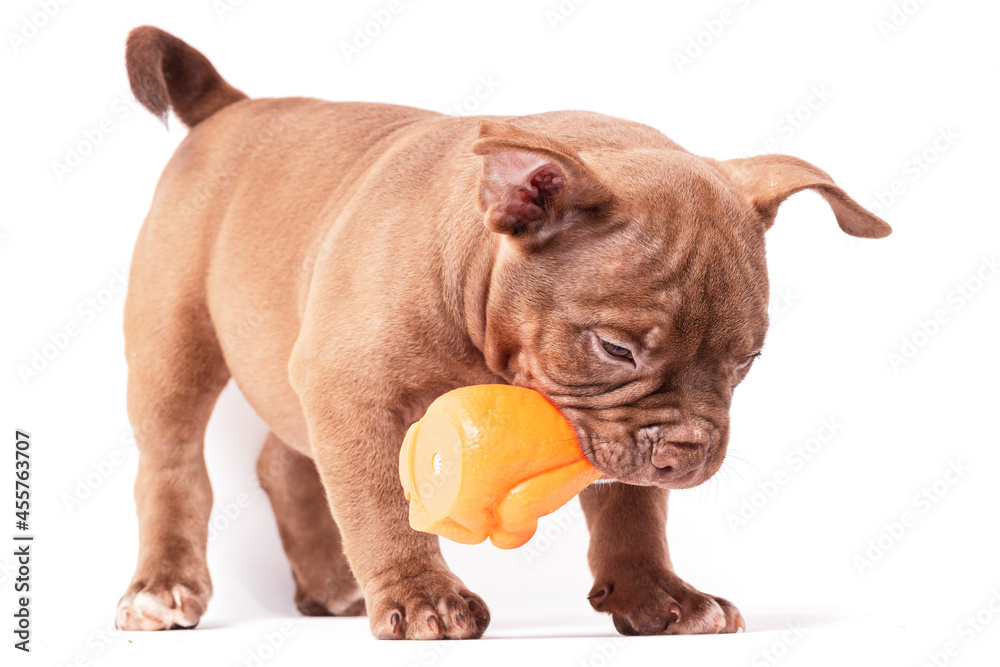 Fototapeta premium A brown-colored American Bully puppy plays with a plastic toy. Isolated on a white background