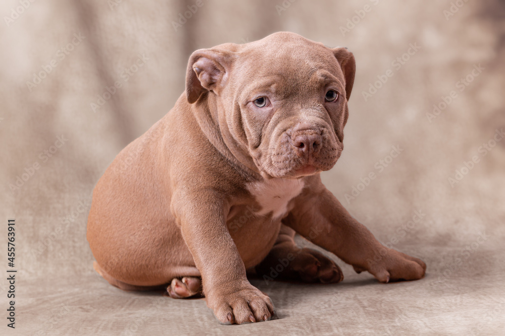 A sad brown American bully puppy sits on its side. Close-up, light beige background