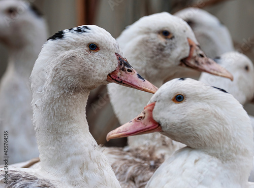 A flock of mulard ducks graze in the garden.. Household poultry farming photo