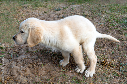 Male golden retriever puppy poop on the lawn by the house. photo