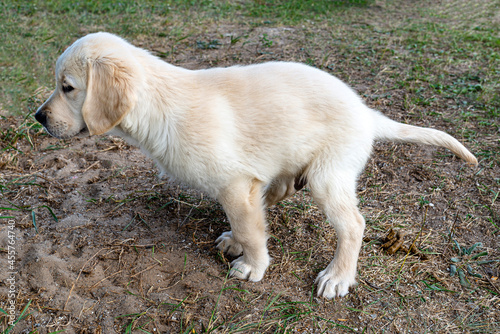 Male golden retriever puppy poop on the lawn by the house. photo