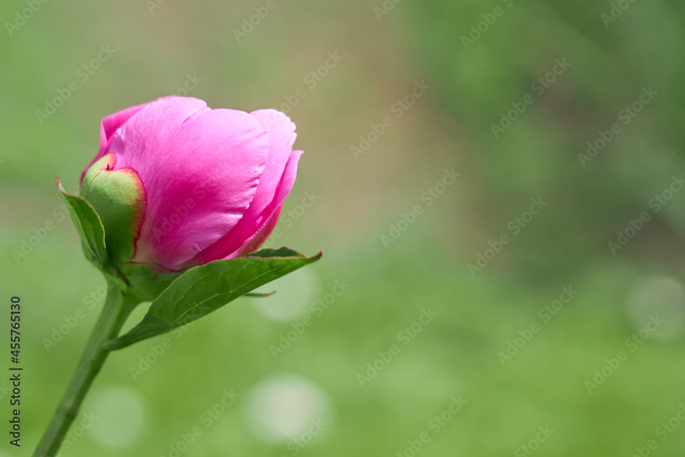 Pink flower peony against the background of green grass.