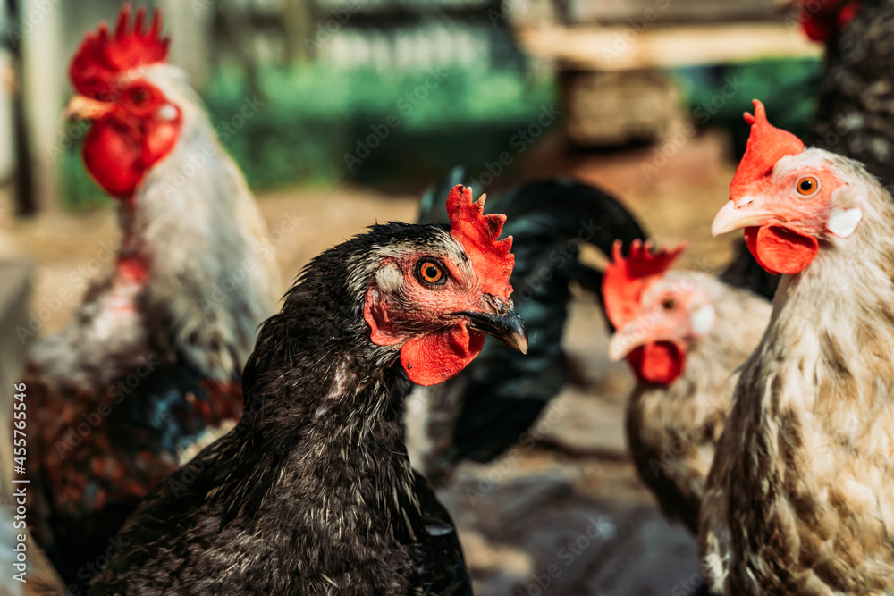 Domestic roosters and hens. Household poultry farming