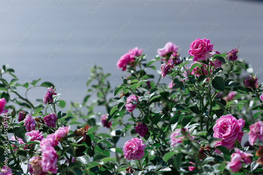 The texture of the bush is pink roses or wild rose, vegetable background. The texture of the bush is pink roses or wild rose, vegetable background.