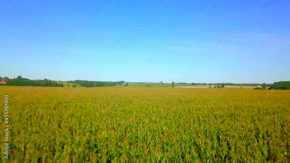 4k AERIAL landscape with flight over maize field.