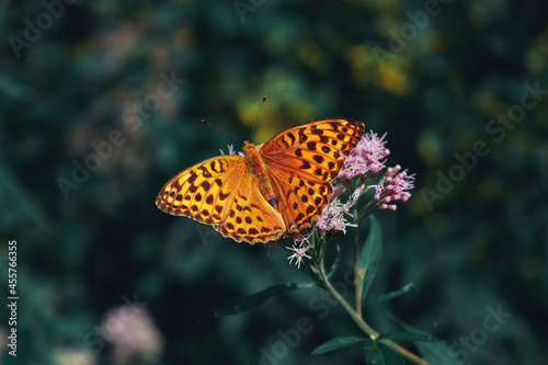 Orange butterfly on green background. Argynnis paphia in the forest.