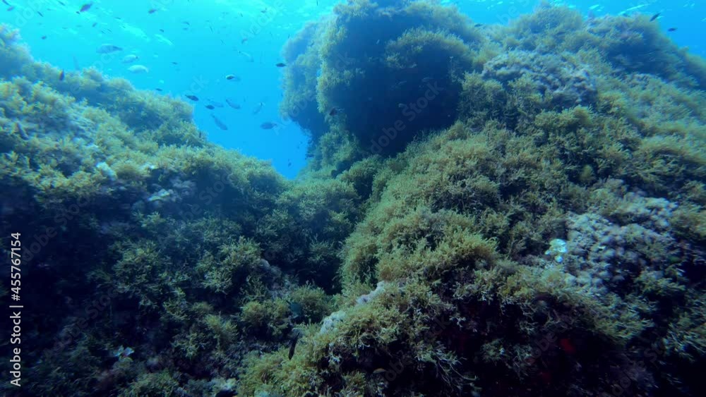 Underwater landscape - Mediterranean Sea underwater