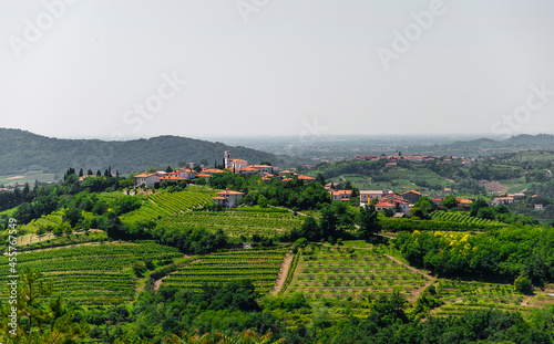 vineyard in region country © Mariano