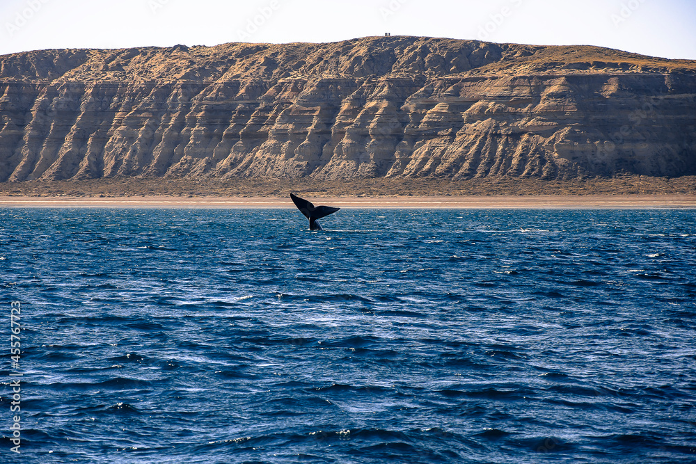 Obraz premium Whale tale