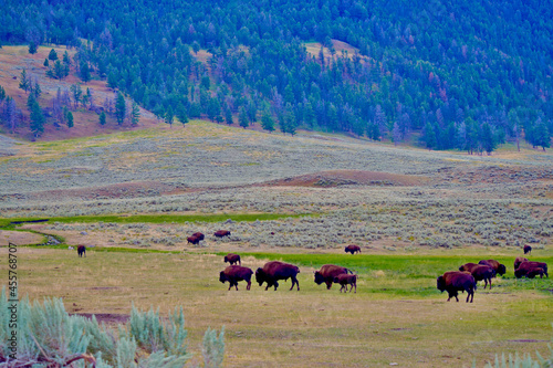 Buffalo near Yellowstone