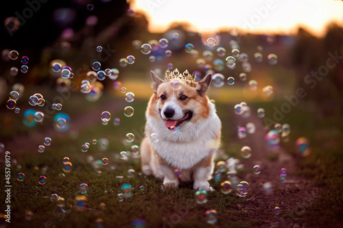 festive portrait cute corgi dog in a golden crown sitting in the garden among...