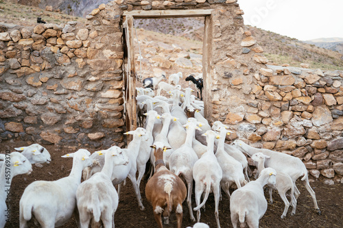 A Goats Herd Go Out from the Stable photo