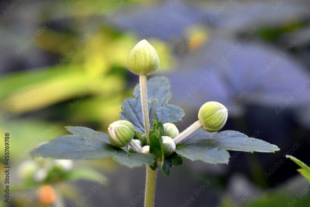 Knospen einer Herbstanemone Knospen einer Herbstanemone