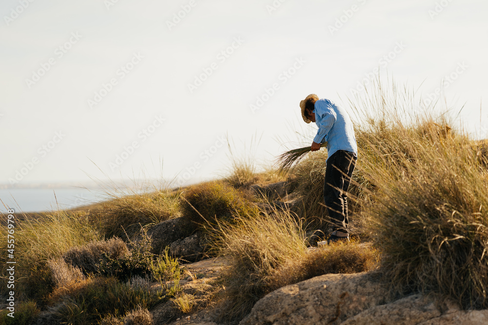 A Man Collects Esparto at The Sunset A Man Collects Esparto at The Sunset