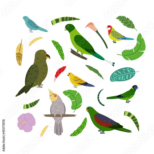 Design template with parrots in square for kid print. Rectangle composition of tropical birds kea, racket tail, red winged, rosella and cockatiel. Vector set of jungle life in cartoon style. photo