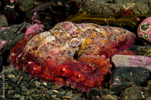 Red Octopus