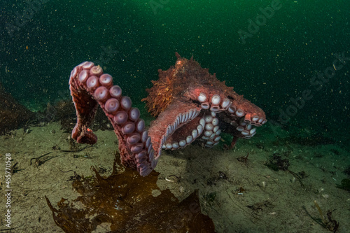 Giant Pacific Octopus Reach