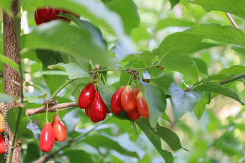 A branch with bright Cornus Mas fruit. Species of flowering plant in the dogwood family Cornaceae. Red ripe berries of Cornelian cherry. European cornel or Cornelian cherry dogwood. Soft focus photo