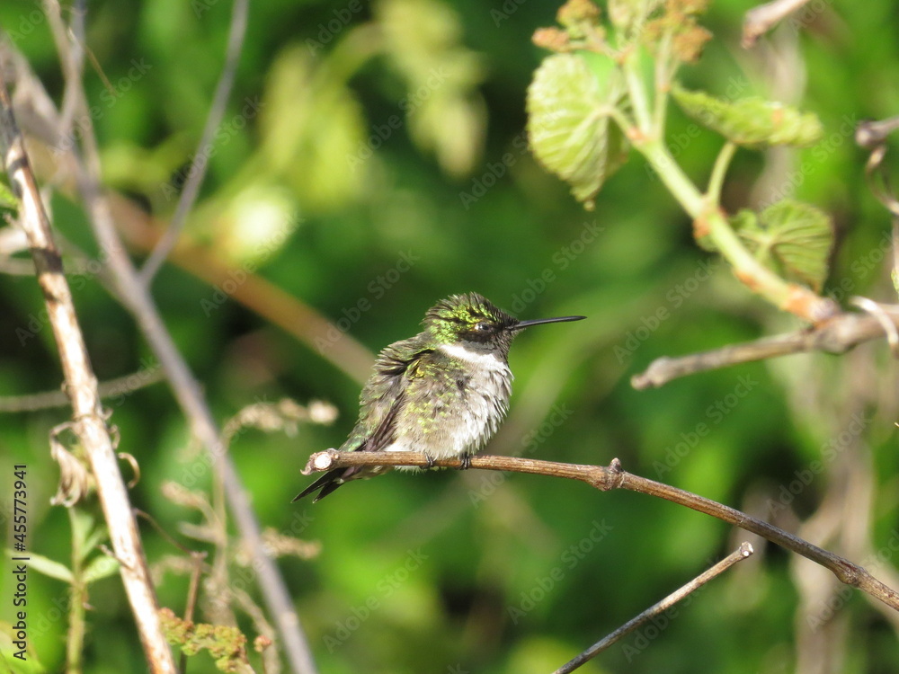 Obraz premium Male Ruby throated hummingbird perched on branch with background of green foliage in summer or spring in midwest ohio. 