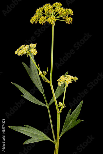 Inflorescence flowers of lovage, lat. Levisticum officinale, isolated on black background