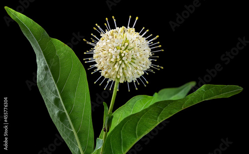 Inflorescence of buttonbush ( Cephalanthus occidentalis) in garden in Virginia in late summer. Native of eastern U.S. photo