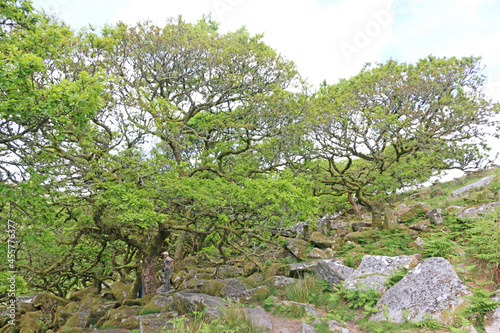Wistmans Wood in the West Dart River Valley in Dartmoor, Devon	 photo