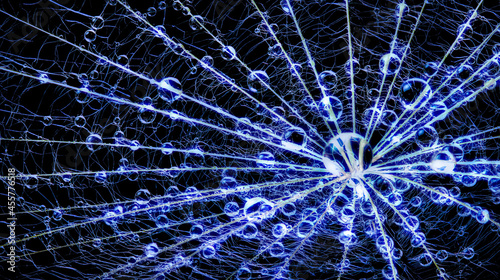 Macro view of water droplets on the pappus disk of a seed of Tragopogon dubius (Yellow Goat's Beard). Blue coloration added.