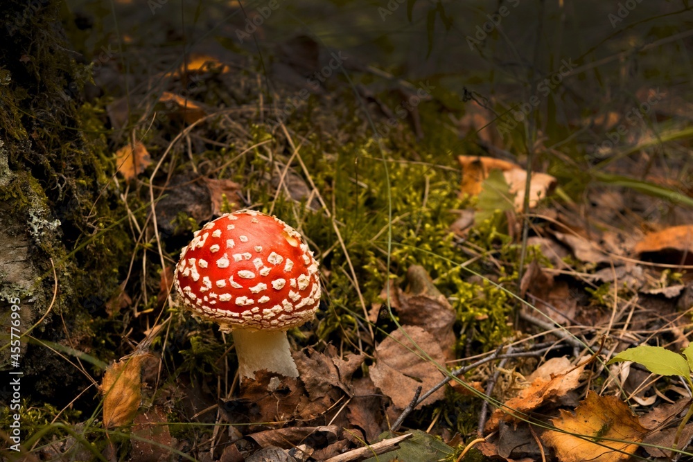 red fly agaric mushroom or toadstool at the forest red fly agaric mushroom or toadstool at the forest