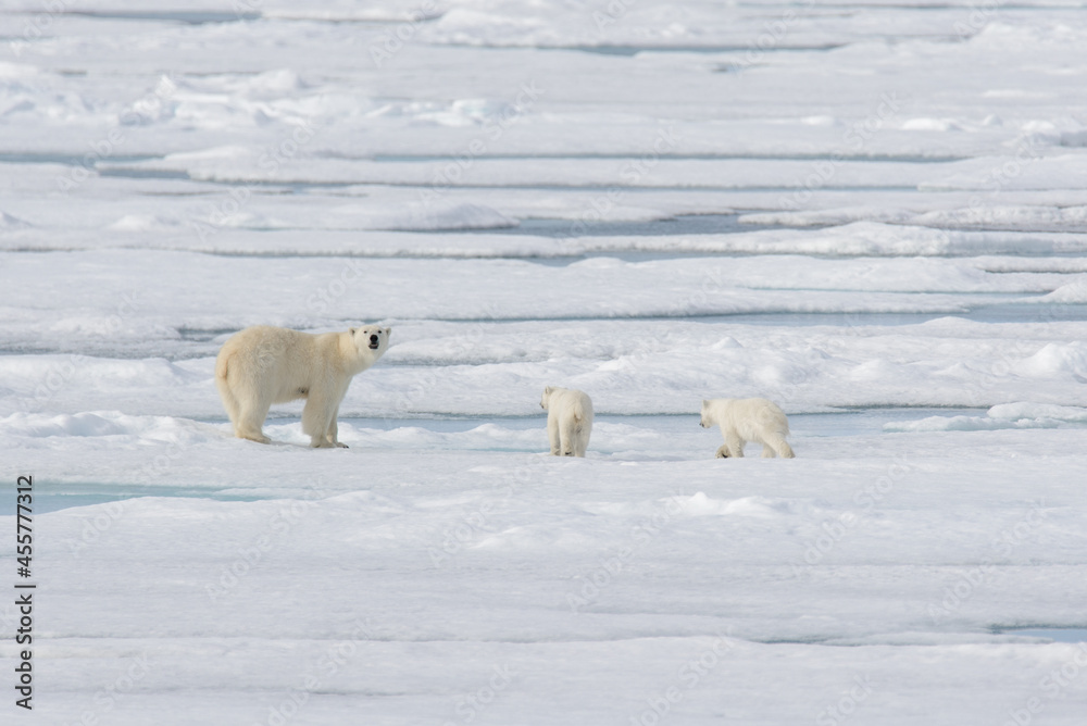 Wild polar bear (Ursus maritimus) mother and cub on the pack ice Wild polar bear (Ursus maritimus) mother and cub on the pack ice