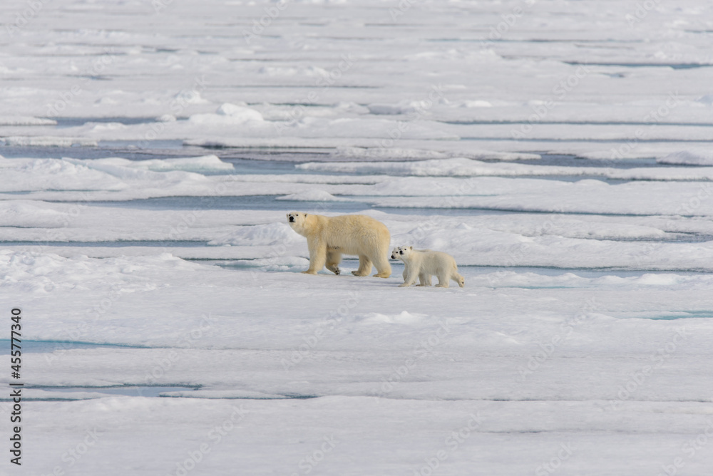Polar bear mother (Ursus maritimus) and twin cubs on the pack ice, north of Svalbard Arctic Norway Polar bear mother (Ursus maritimus) and twin cubs on the pack ice, north of Svalbard Arctic Norway