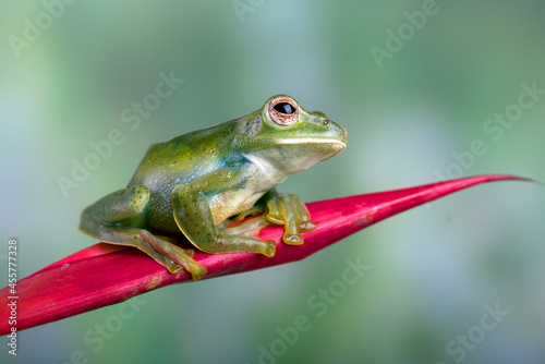 Malayan tree frog on red flower