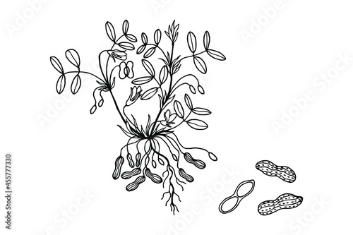 Peanuts, Groundnuts. Plant, flowers, fruits. Vector stock illustration eps10. Isolate on white background, outline.