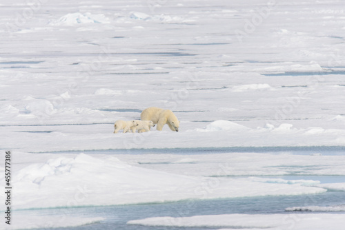 Polar bear mother  Ursus maritimus  and twin cubs on the pack ice  north of Svalbard Arctic Norway