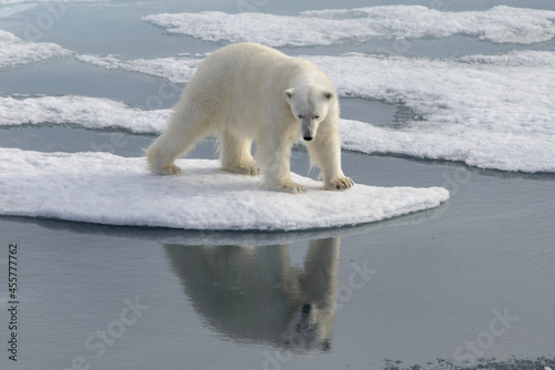 Wild polar bear on pack ice in Arctic