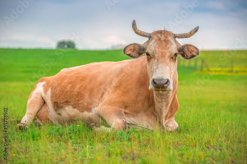 Cow in a meadow